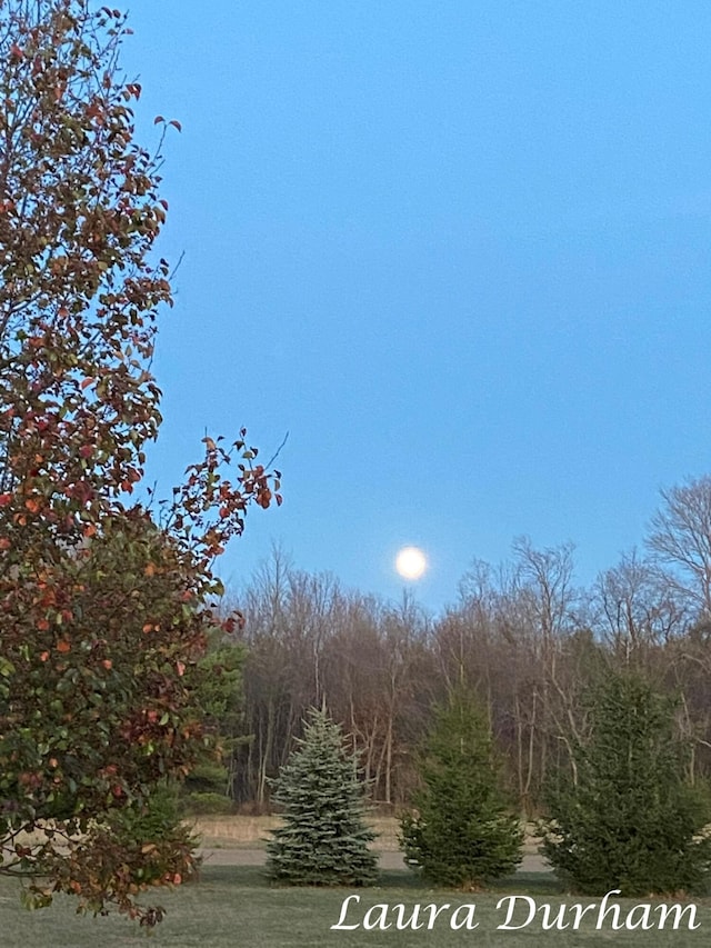 view of local wilderness