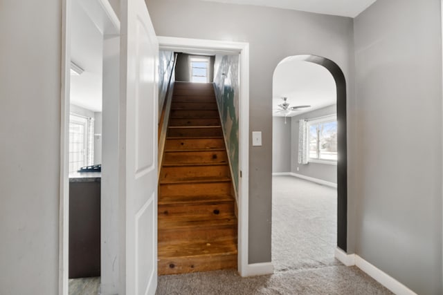 stairway with carpet flooring and ceiling fan