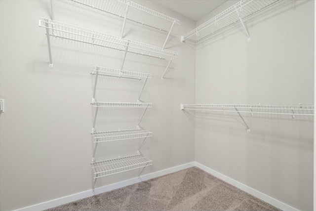 walk in closet featuring carpet flooring