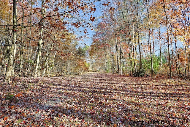 view of local wilderness