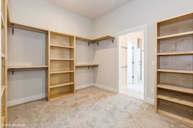 spacious closet featuring carpet flooring
