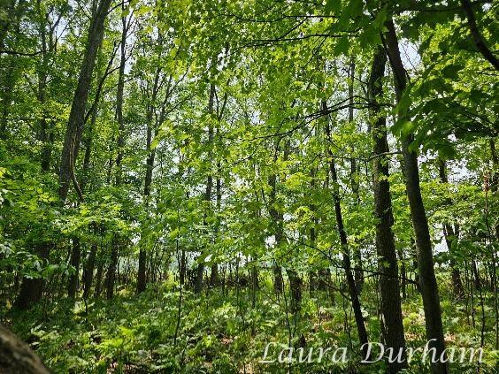 11525 Fillmore St, West Olive, MI 49460