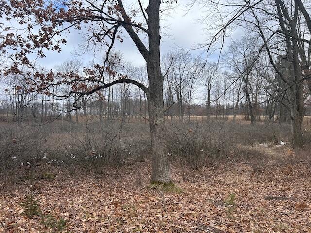 view of local wilderness