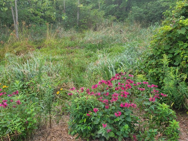 4588 Gordonshire NW, Grand Rapids, MI 49534 - view of nature