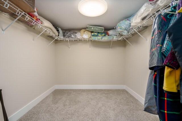 walk in closet with carpet flooring