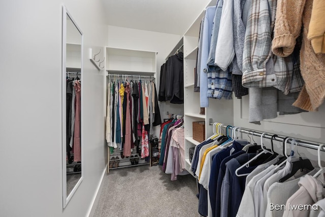 walk in closet with carpet flooring