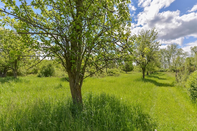 view of nature