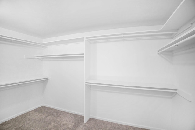 spacious closet featuring carpet flooring