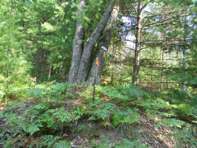 N 56th Ave Unit Parcel A, Pentwater, MI 49449 - photo 2