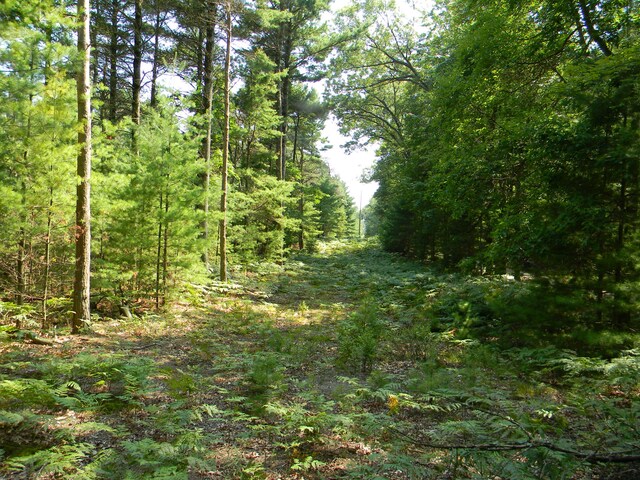 N 56th Ave Unit Parcel A, Pentwater, MI 49449 - photo 5