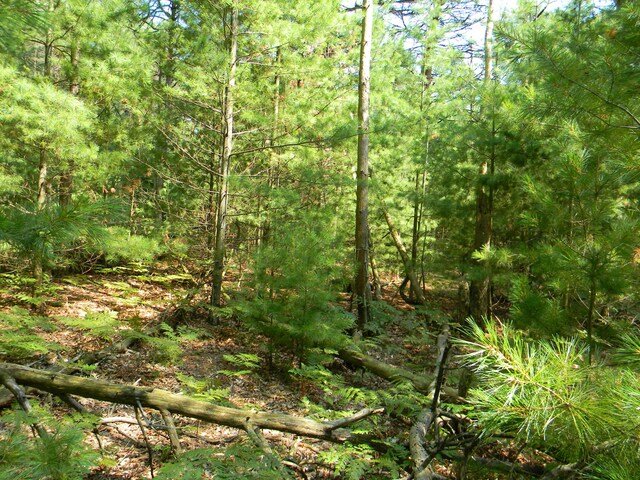 N 56th Ave Unit Parcel A, Pentwater, MI 49449 - photo 6