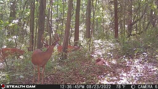 12100 Woodland Trl, Davisburg, MI 48350