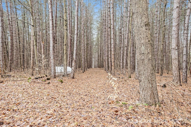 view of local wilderness