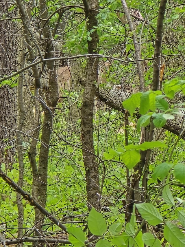 VL E Bear Lake Rd, Osseo, MI 49266