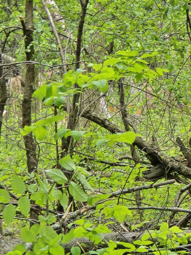 VL E Bear Lake Rd, Osseo, MI 49266