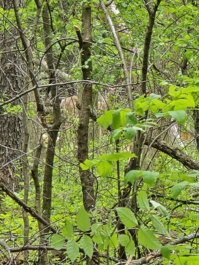 VL E Bear Lake Rd, Osseo, MI 49266