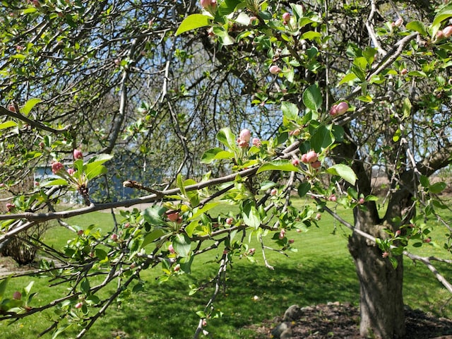 8524 E B Ave, Richland, MI 49083 - view of nature