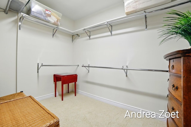 spacious closet featuring carpet