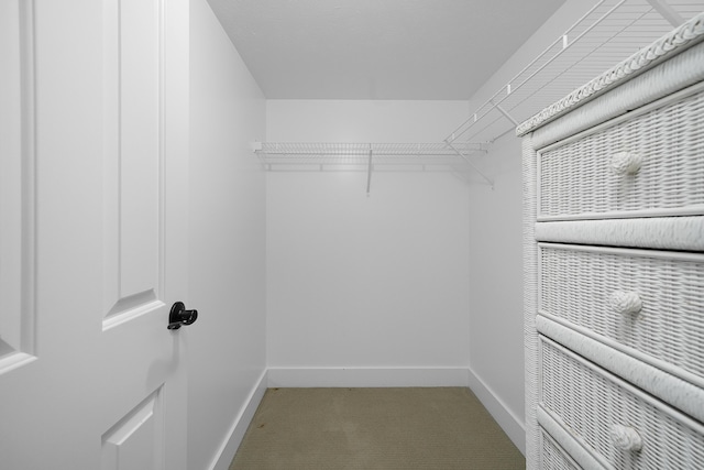 spacious closet featuring carpet flooring