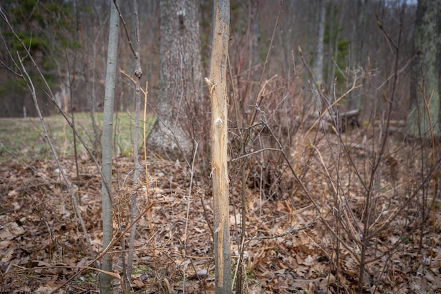 9184 S M-37 Hwy, Wellston, MI 49689 - view of nature