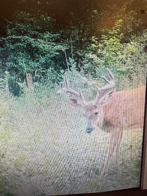 9184 S M-37 Hwy, Wellston, MI 49689 - view of local wilderness
