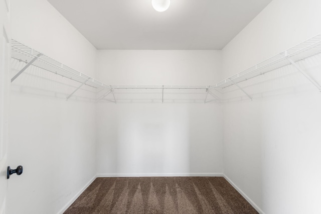 walk in closet with carpet flooring