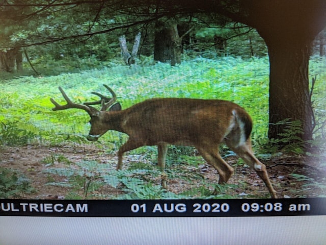 V/L118A E Townline Rd, Free Soil, MI 49411