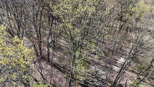 10950 W Bricker Rd, Belding, MI 48809