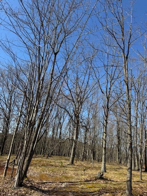 40ACRES 150th Ave, Leroy, MI 49655