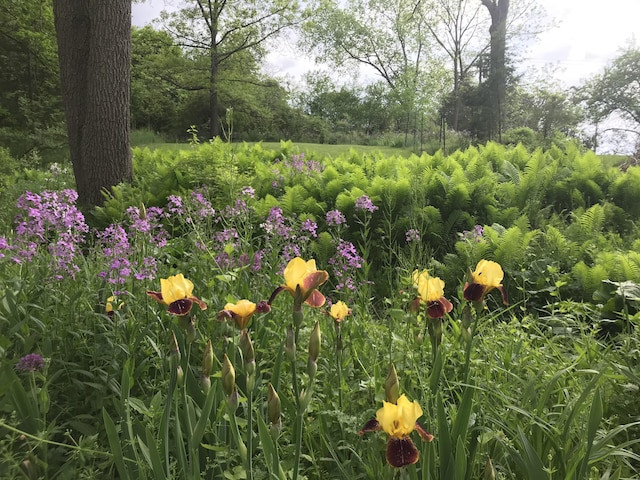 2277 W Huron River Dr, Ann Arbor, MI 48103 - view of yard