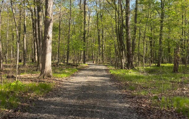 4624 Parman Rd, Stockbridge, MI 49285 - view of road with a wooded view