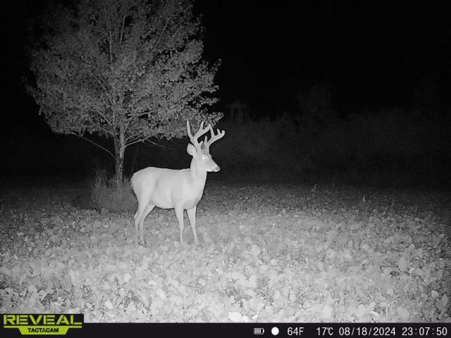 V/L19.54A N Custer Rd, Free Soil, MI 49411
