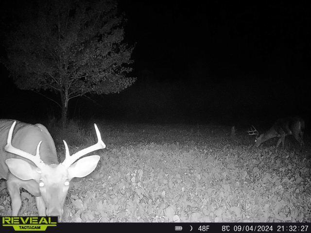 V/L19.54A N Custer Rd, Free Soil, MI 49411