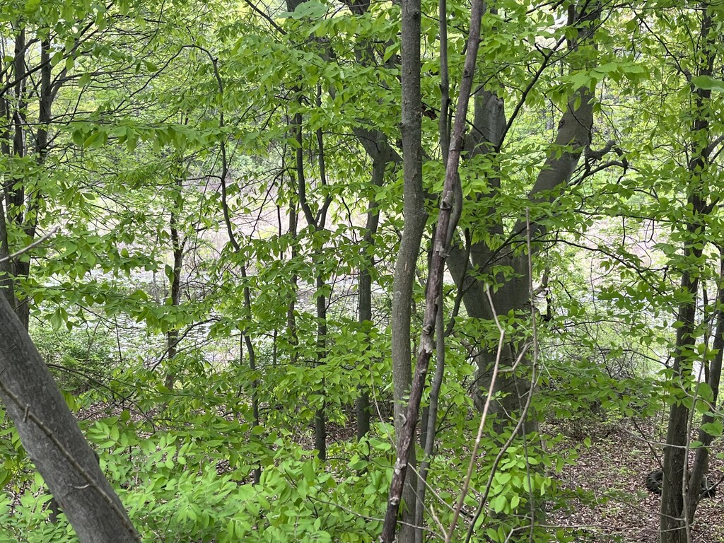 LOT20 E Hts, Remus, MI 49340