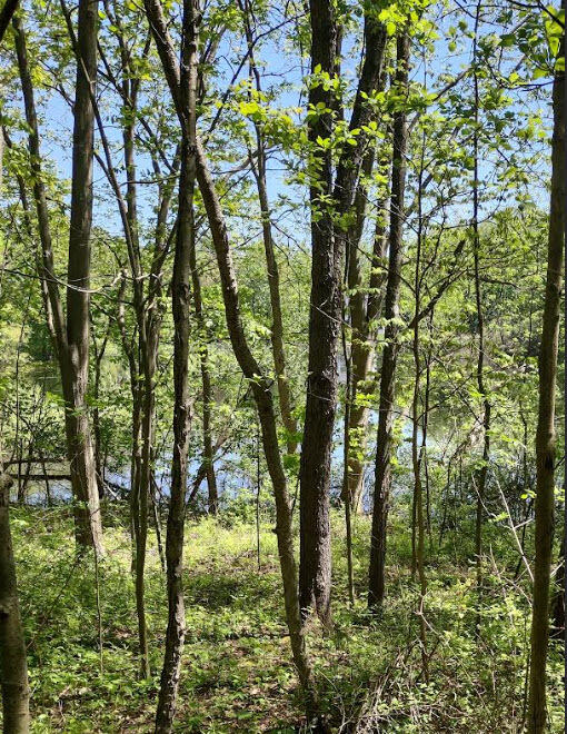 0 64th St, Fennville, MI 49408 - photo 6
