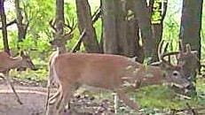 V/L Wyman Rd, Remus, MI 49340