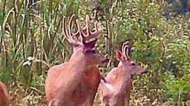 V/L Wyman Rd, Remus, MI 49340