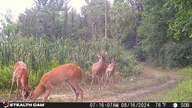 V/L Wyman Rd, Remus, MI 49340