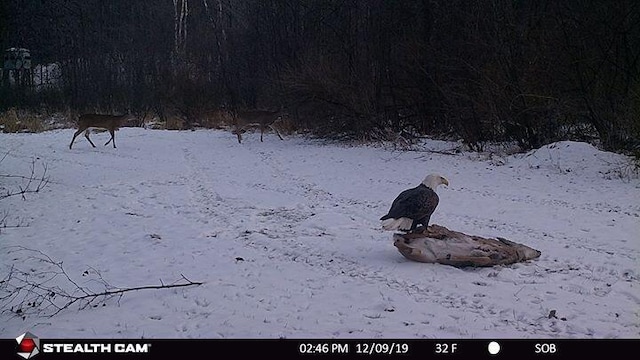 V/L Wyman Rd, Remus, MI 49340