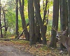 V/L Wyman Rd, Remus, MI 49340
