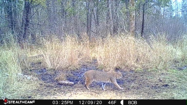 V/L Wyman Rd, Remus, MI 49340