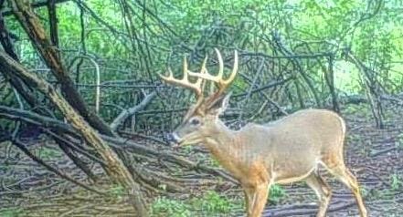 V/L Wyman Rd, Remus, MI 49340