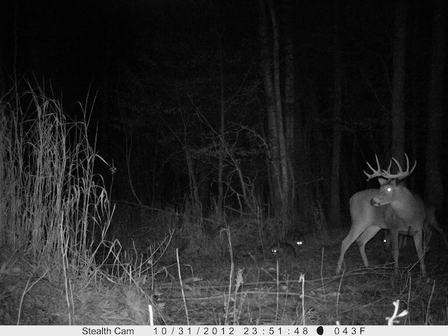 V/L Wyman Rd, Remus, MI 49340
