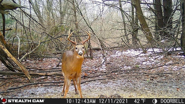 V/L Wyman Rd, Remus, MI 49340