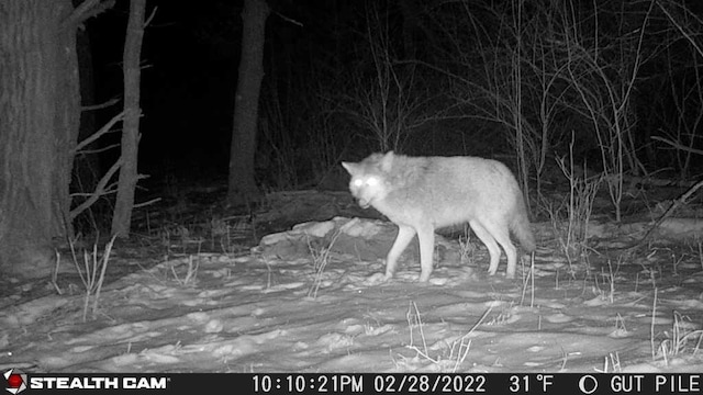 V/L Wyman Rd, Remus, MI 49340