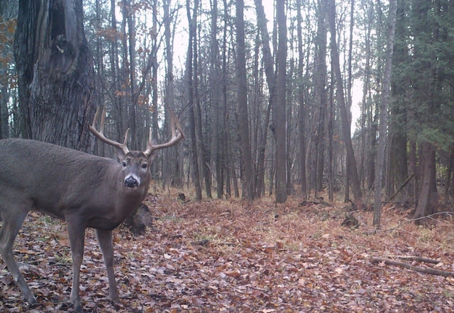 V/L Wyman Rd, Remus, MI 49340