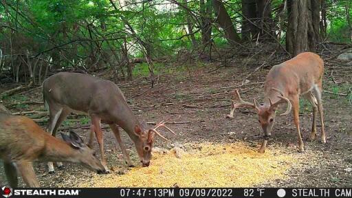V/L Wyman Rd, Remus, MI 49340