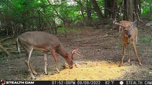 V/L Wyman Rd, Remus, MI 49340