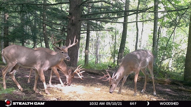 V/L Wyman Rd, Remus, MI 49340