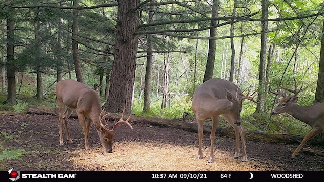 V/L Wyman Rd, Remus, MI 49340